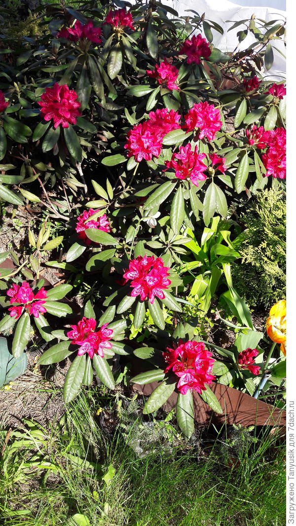 Цветение Ново Земблы в 2021 г