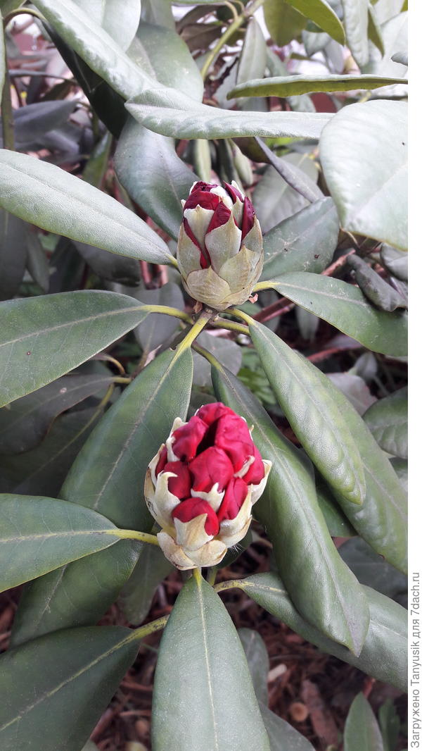 Забубенился