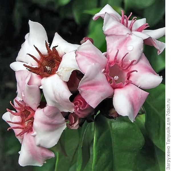 Такой должен быть строфантус.