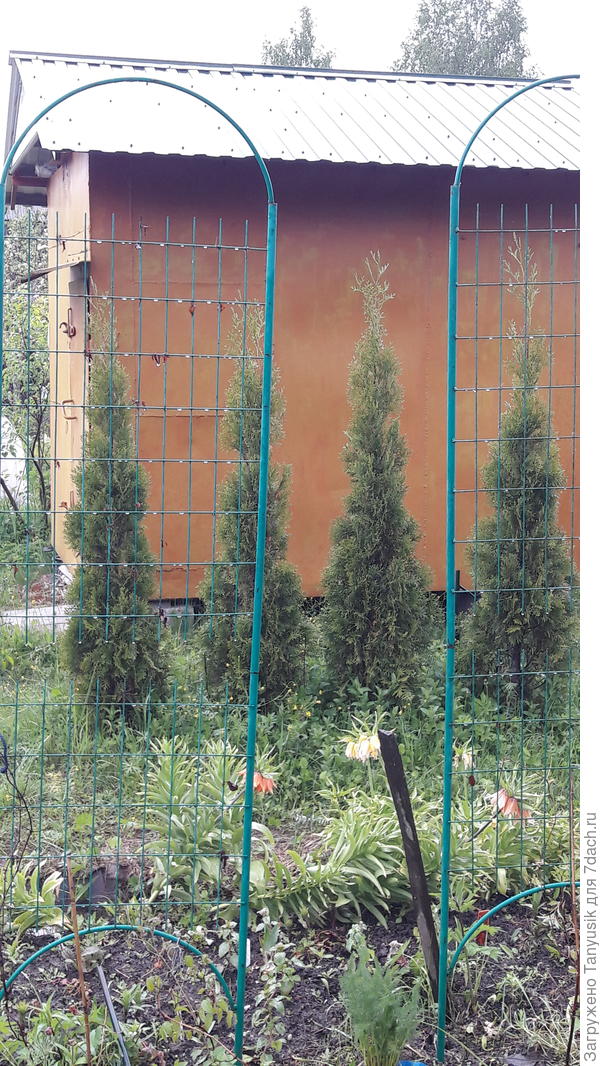 Те же туи в 2021 г.