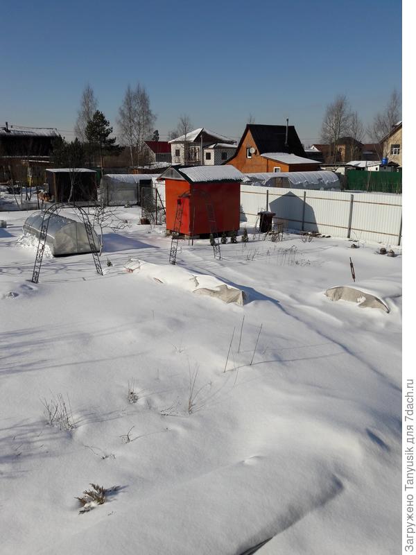 Видны четыре маленькие туи перед красным сараем. Фото 2018 г