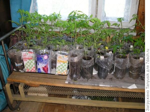 Это фото от 2012 г. На старой даче не было подоконников и теплицы, рассада стоит на старой кровати.