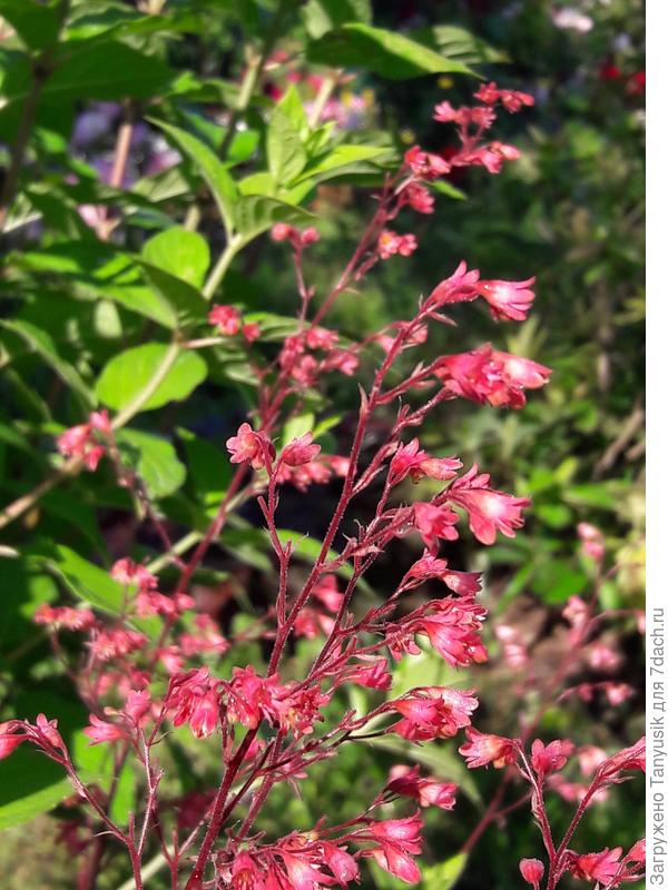Гейхера гибридная Neptun.