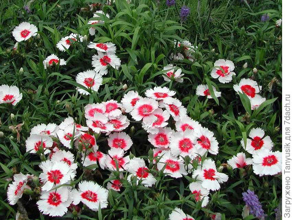 У меня такая - Мэри Поппинс.