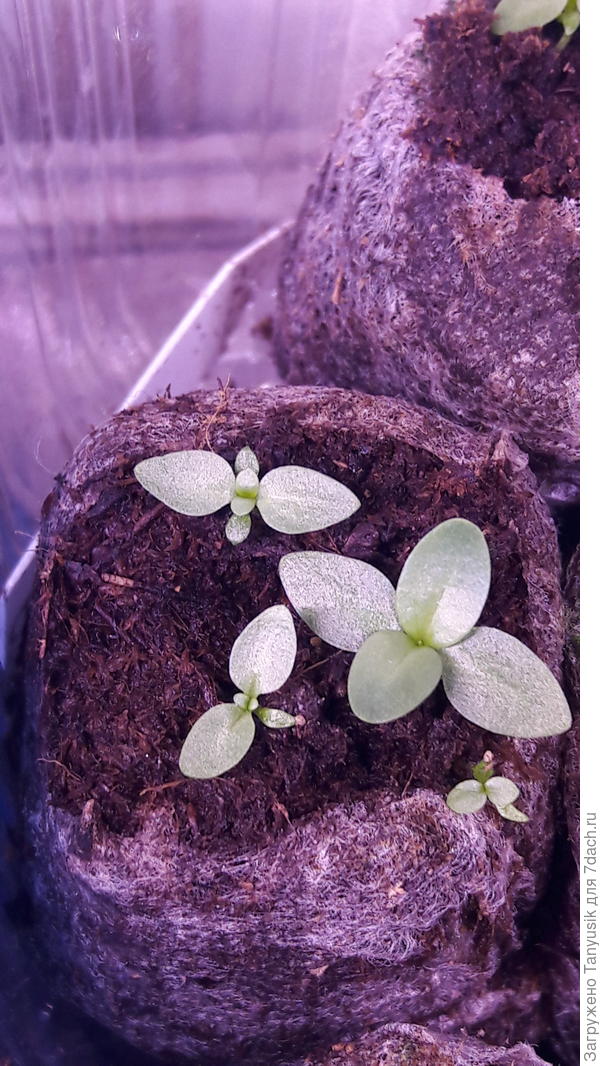 Сеяла свои семена эустомы. Видно, что проросшая на сеточке (справа внизу) гораздо меньше выросших в земле.