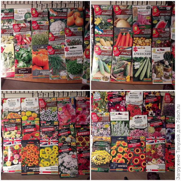 Аэлита прислала 100 пакетиков. Правда, самыми простыми я уже поделилась с невесткой, она начинающий садовод.