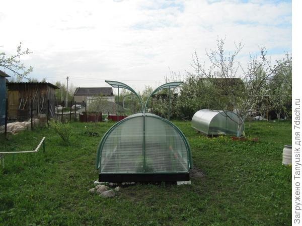 Наш парничок поставлен в 2014 г. То есть ему 7 лет. Здесь видно, что два задних крыла открыты, а два передних чуть приоткрыты (там я что-то подложила, может досочку, может камешек). Но эти чуть приоткрытые ветер не сможет открыть.