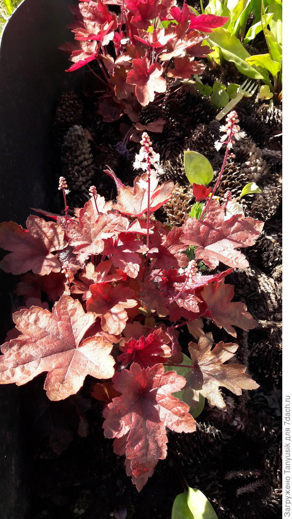 3.06.2021. Эти на сонышке сидят.