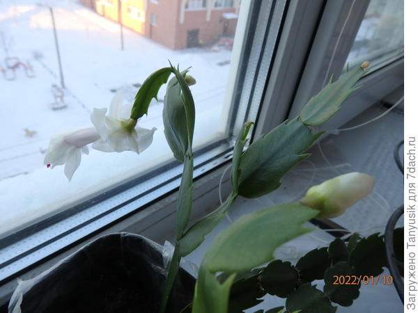 Мой за год так подрос и уже цвел в январе.