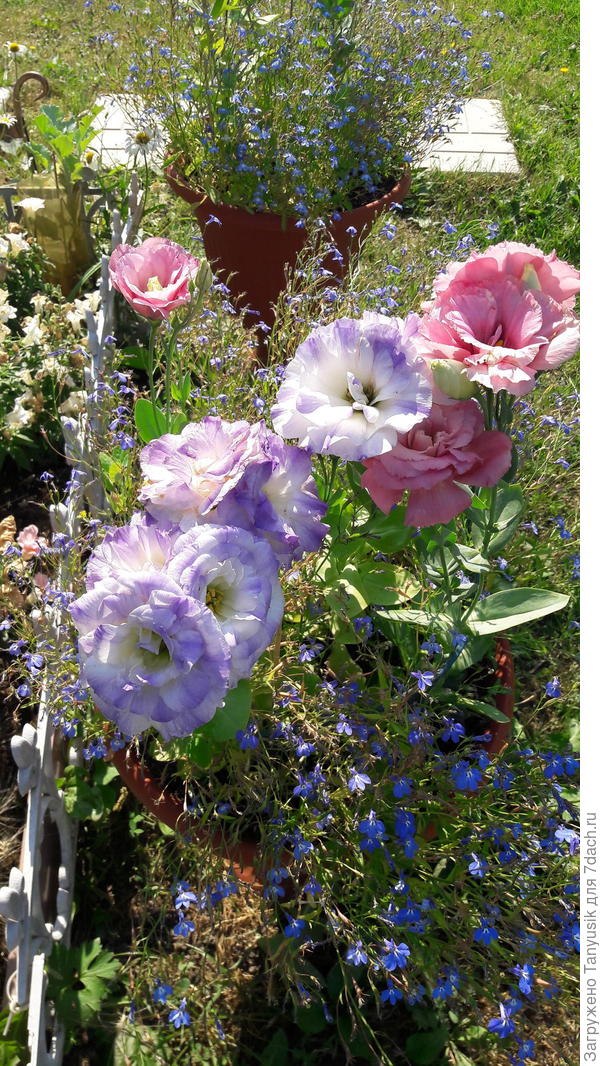 А может они переопылились? -))