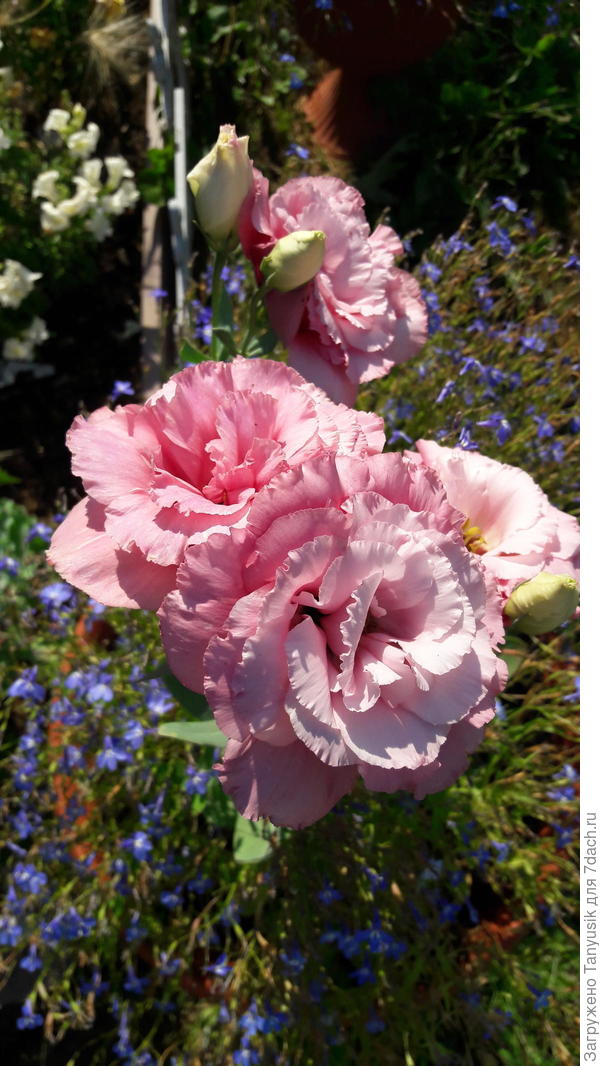 Может с этой семена взяла...