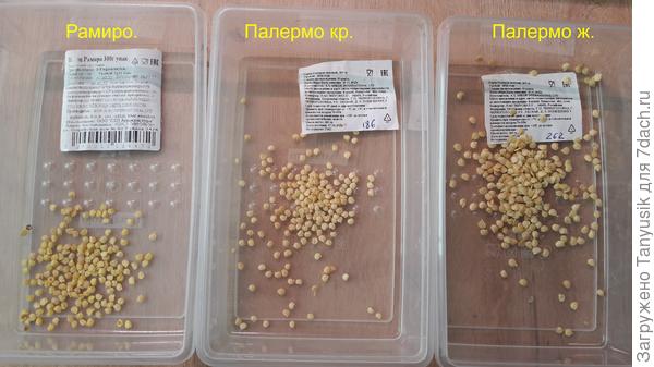 В Палермо красном оказалось 186 семян. При цене одного перца 60 руб получается цена 1 семени - 32 коп. В желтом было 262 семечка. желтый стоит дороже - 72 руб 1 шт, а одно семечко желтого получилось 27 коп.