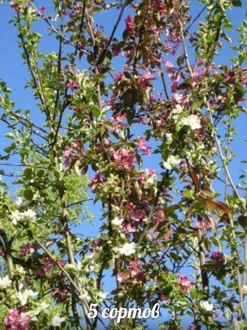 Это я тоже высоко прививала.