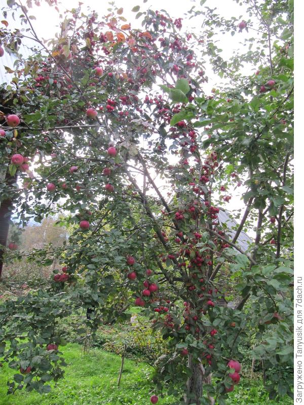 На этой яблоне привито мною 7 сортов, и все на уровне выше 1 метра. Видны яблоки сорта Звездочка и Пионерка.