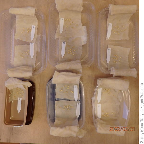 21 февраля в 19 ч семена заложены на проращивание