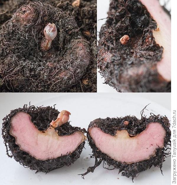 Разрезанный здоровый клубень