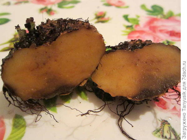 Этот клубень больной, видна гниль.