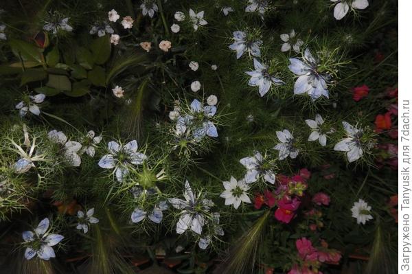 С неба звездочки упали...