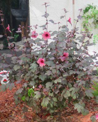 Гибискус кленолистный Махагони сплендер. Посмотрите на нижние листья, они зеленые