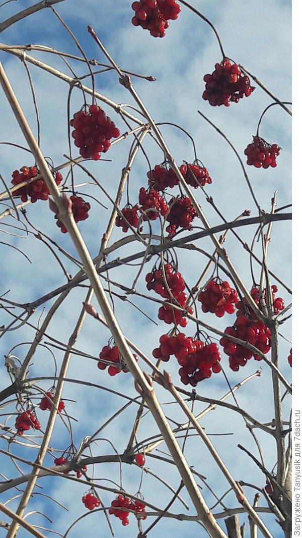 Калина как свежая. Но почему-то птицы ее не едят.