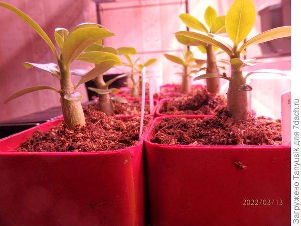 Сейчас такие.