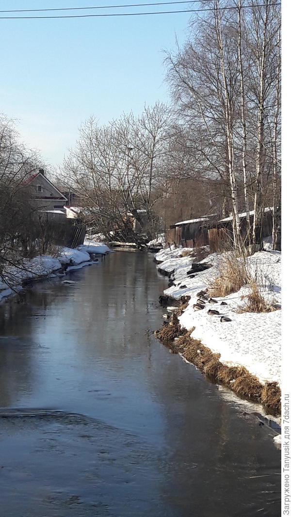 Утки греются на солнышке.
