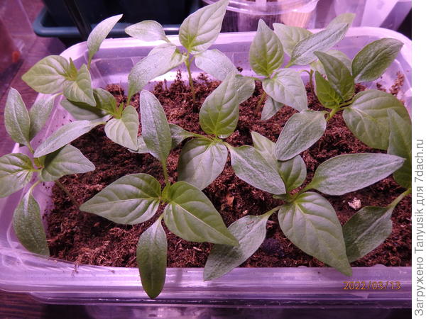 13.03 распикировала по отдельным стаканчикам 0,5л