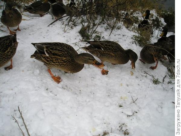 Утки почти ручные. Их там многие кормят.