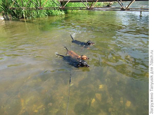 Речка узкая, поэтому переплываем вдоль-))