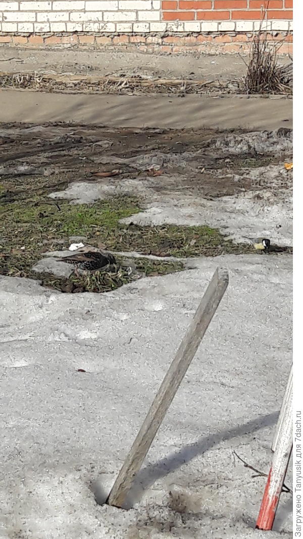 скворушка и сеничка