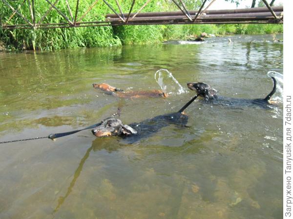 Хвосты - пропеллеры-))