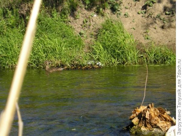 Летом можно увидеть маму-утку с утятками.