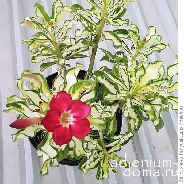 По листикам похож на этот