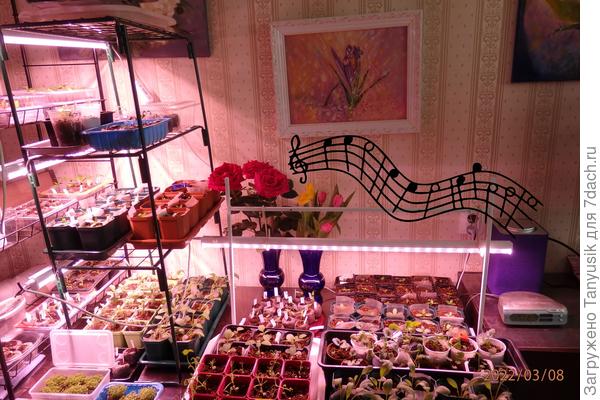 Моя рассада слушает классическую музыку. Рок с частотой 8кГц им пришелся явно не по вкусу