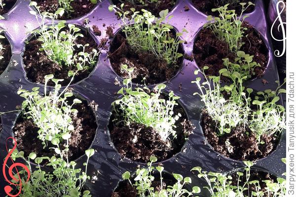 Лобелия слушает музыку Я. Грюнфельда