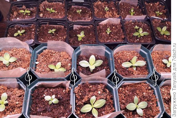 Первые два ряда слушали музыку Jamie Llewellyn. Последние два ряда в черных горшочках - смотрели новости по телевизору