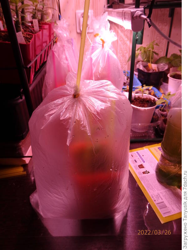 При выдохе пакет надувается, как воздушный шарик. И что интересно, через трубочку воздух обратно не выходит