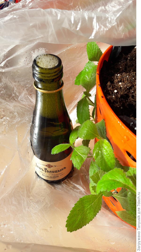 У меня, правда, маленькая бутылочка шампанского. Но газа из нее выходило предостаточно! (Кстати, вкусное такое! Даже без газов-)))