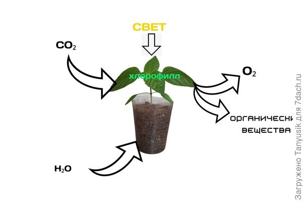 Фотосинтез - это процесс поглощения зеленым растением углекислого газа и воды и выделение кислорода и органических веществ