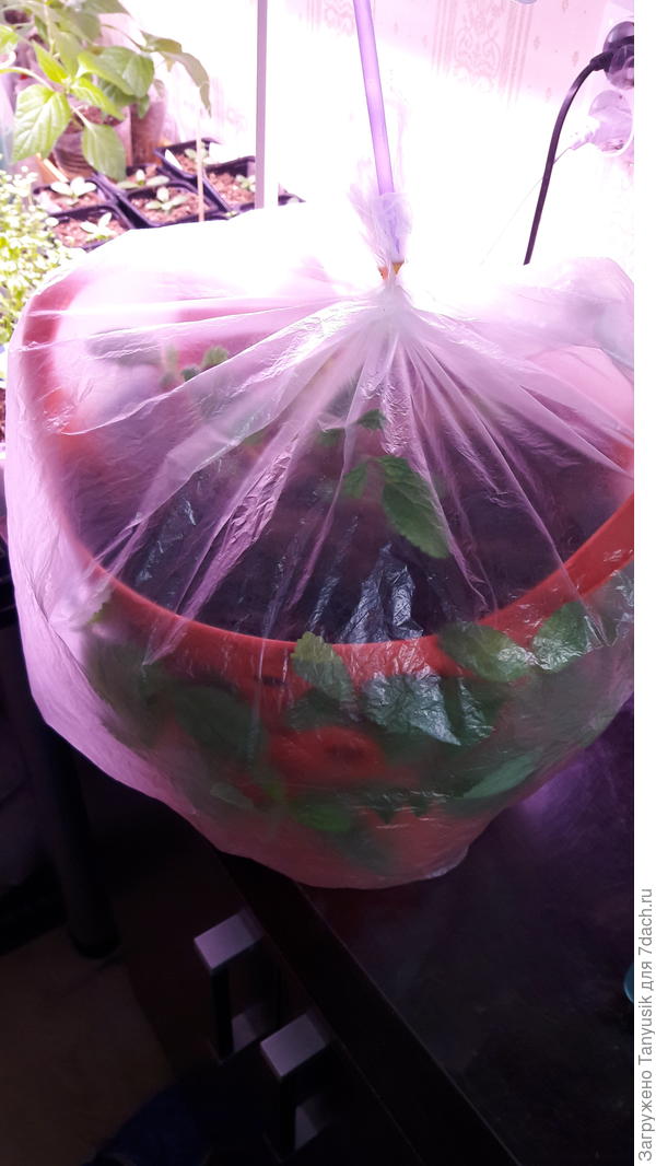 На кашпо с укореняемыми вербенами был одет большой пакет. Поэтому на него ушло 10 выдохов. Тогда как для маленького пакета с привитым баклажаном, всего 3 выдоха