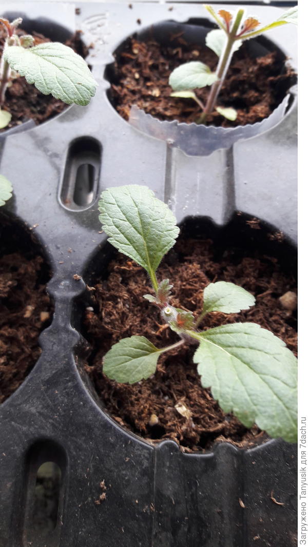 А это тоже обрезанная вербена, но она не подвергалась моим выдохам и газам шампанского. Видим, что боковые побеги поменьше