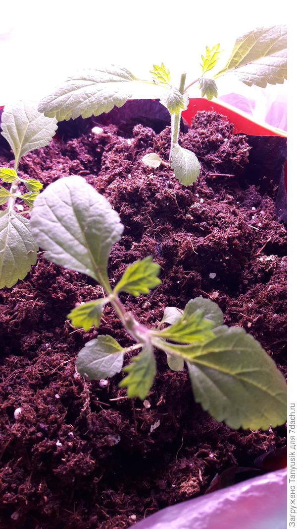 Так обчиканная вербена стала отрастать за 5 дней