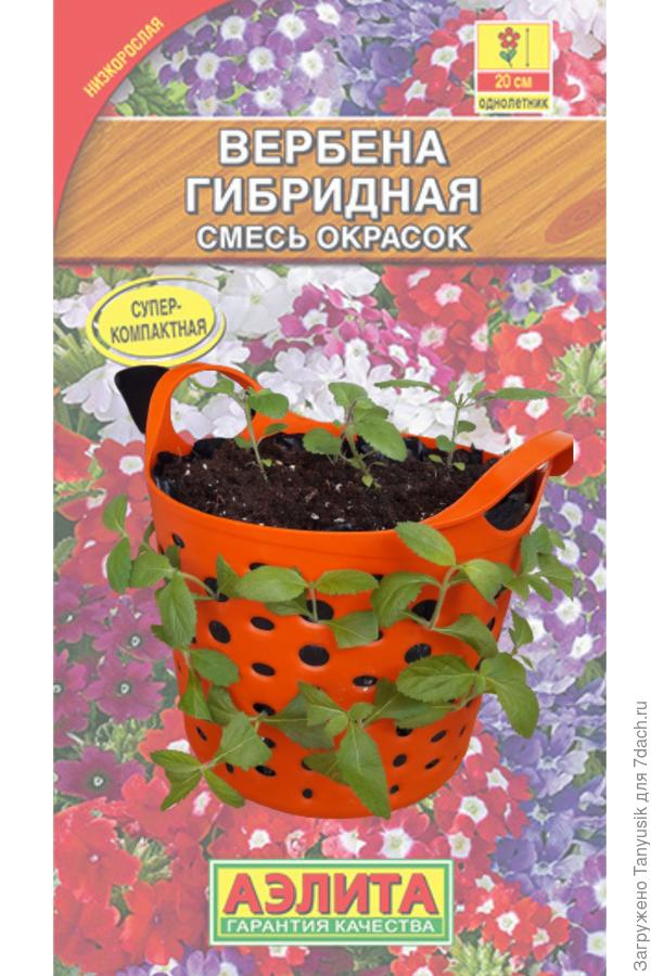 На пятый день замечаю, что черенки чувствуют себя очень бодро. Поэтому пакет снимаю