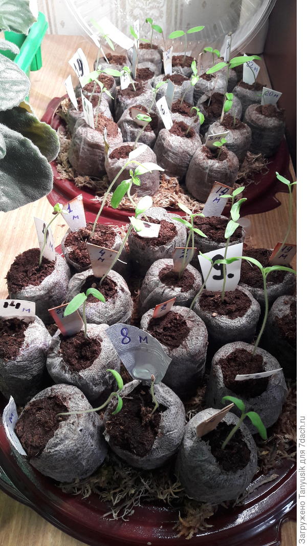 На переднем плане тортик с трубочкой. Видно, что рассада сильно вытянулась.