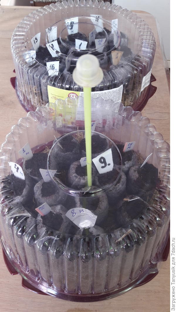 Эксперимент с рассадой томатов