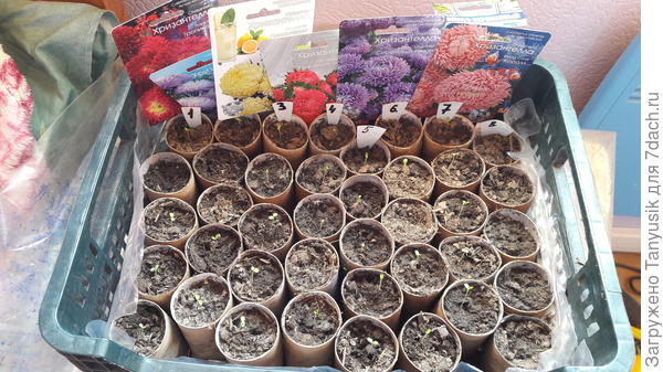 Всходы через неделю