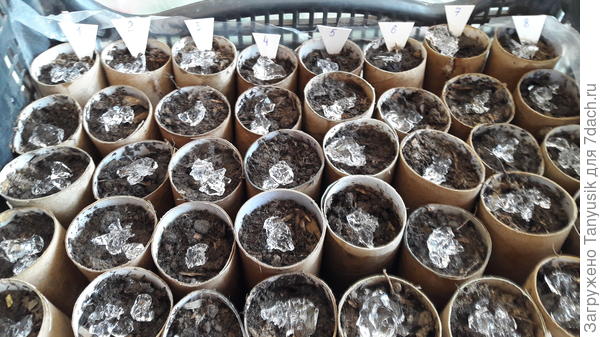 Получилось 8 рядов, по 5 стаканчиков в каждом