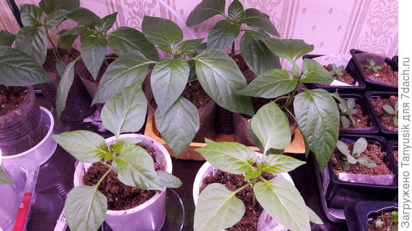 Перчикам этот грунт понравился!