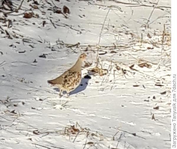 А на работе сегодня посчастливилось куропатку сфоткать! Так-то они пугливые, очень быстро бегают и сразу улетают.