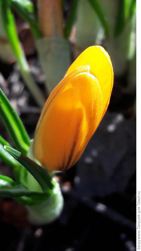 Light bulb - в переводе с английского лампочка